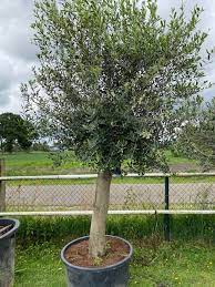 foto olijfboom 60cm